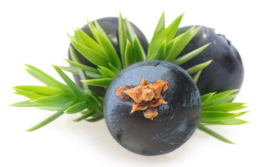 Juniper Berry